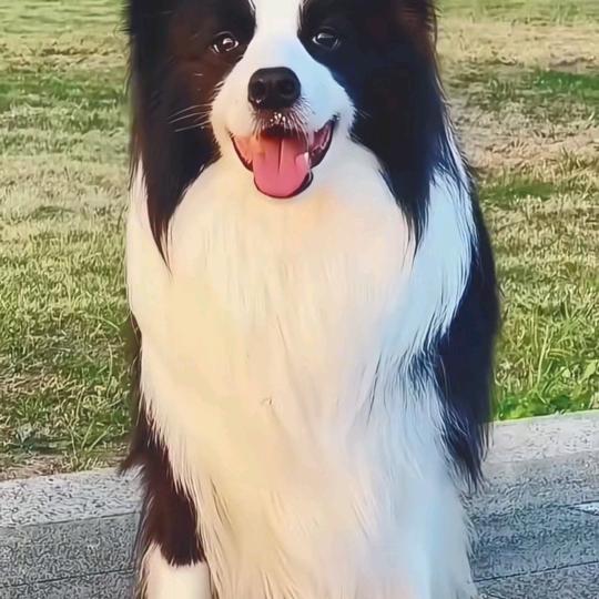 老田犬舍