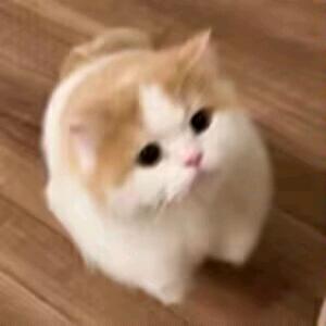 1730号是只猫