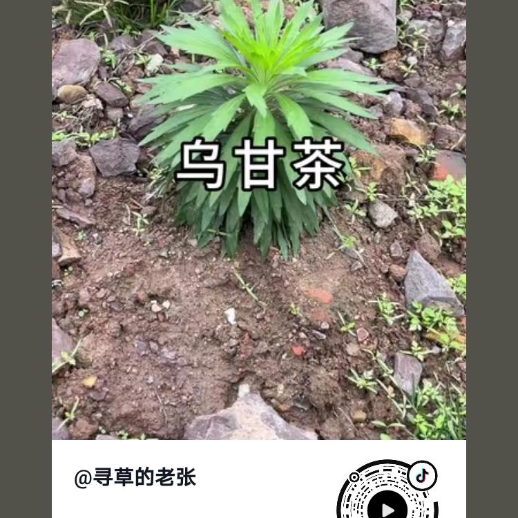 池鱼子