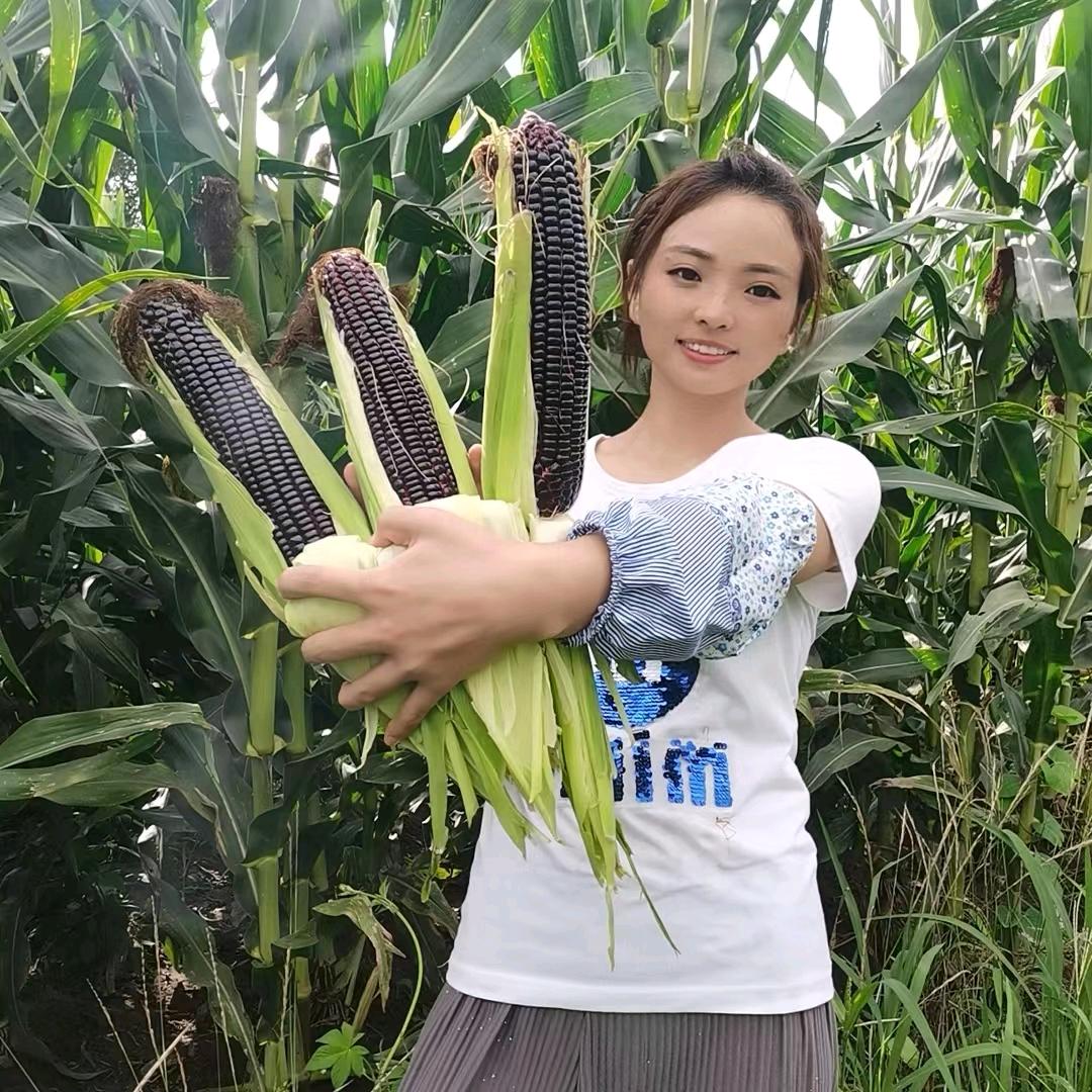 月亮岛寒地沃土糯玉米企业店