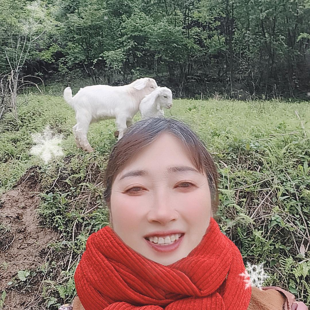 桂花香