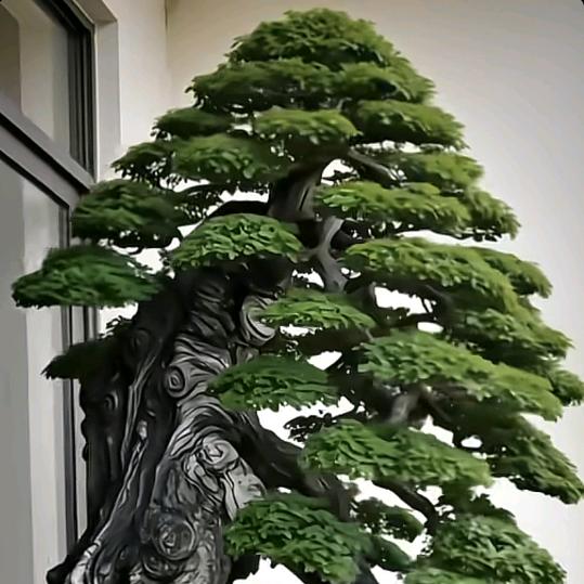 齐哥
