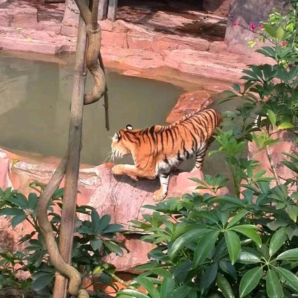壮壮