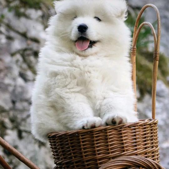 八嘎雅鲁藏布江