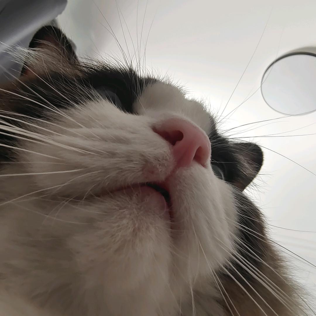 牛牛吃不饱