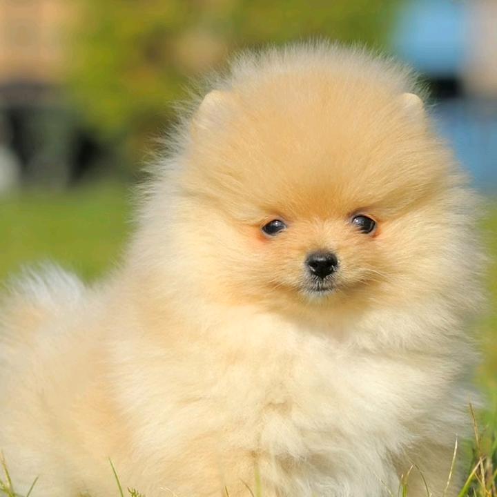 我是世上的丑八怪