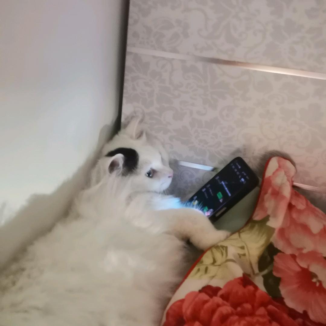 奥利奥夹心碎