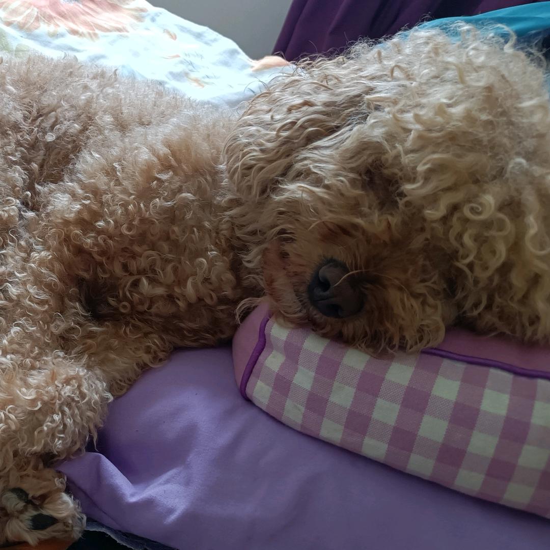 柠檬🐶不酸非常甜