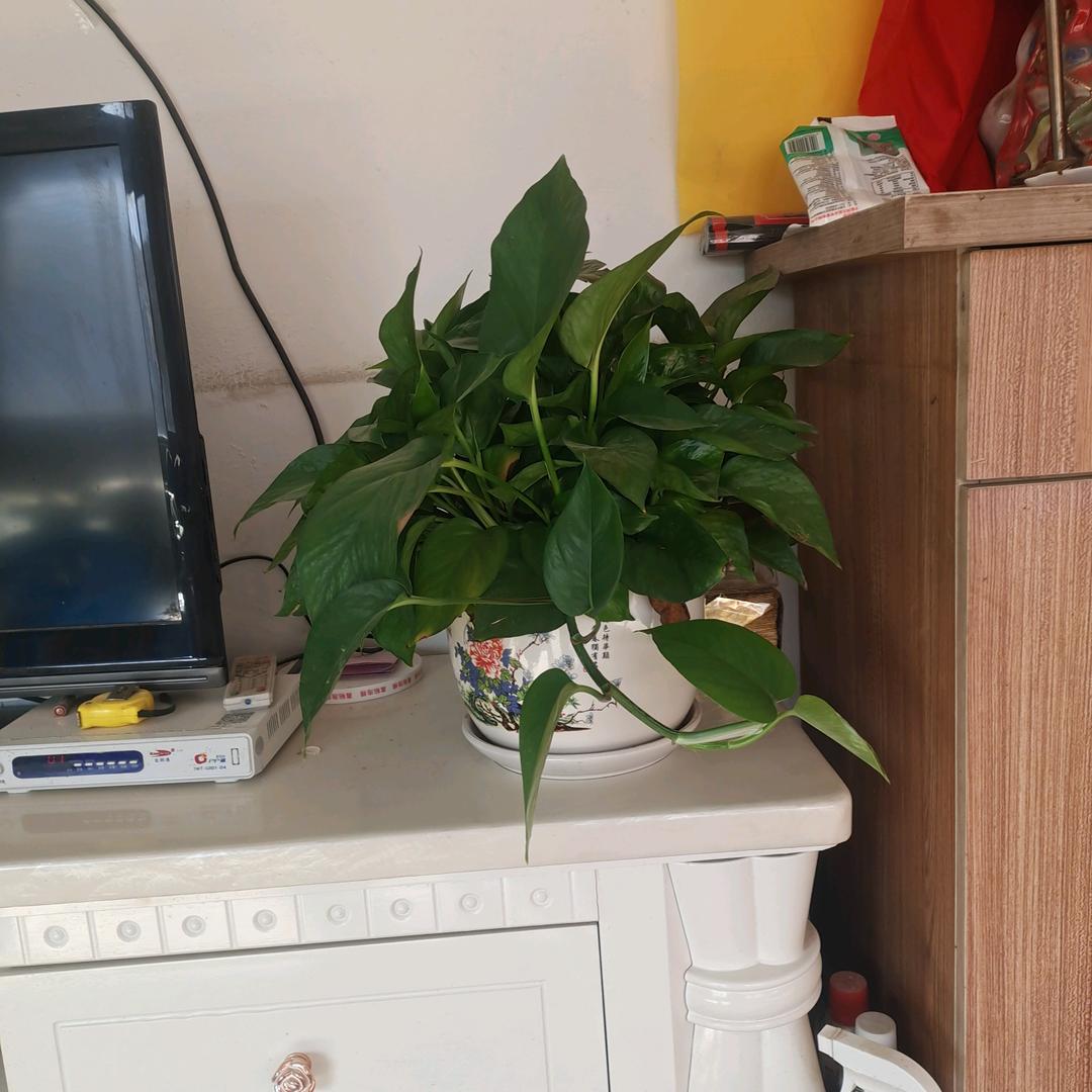 玉树林丰