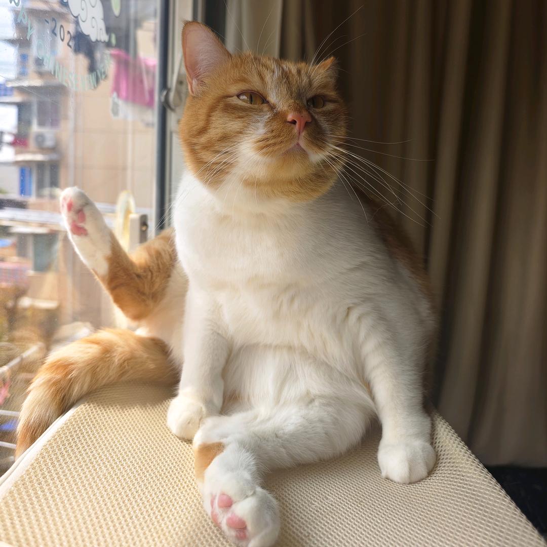 九司