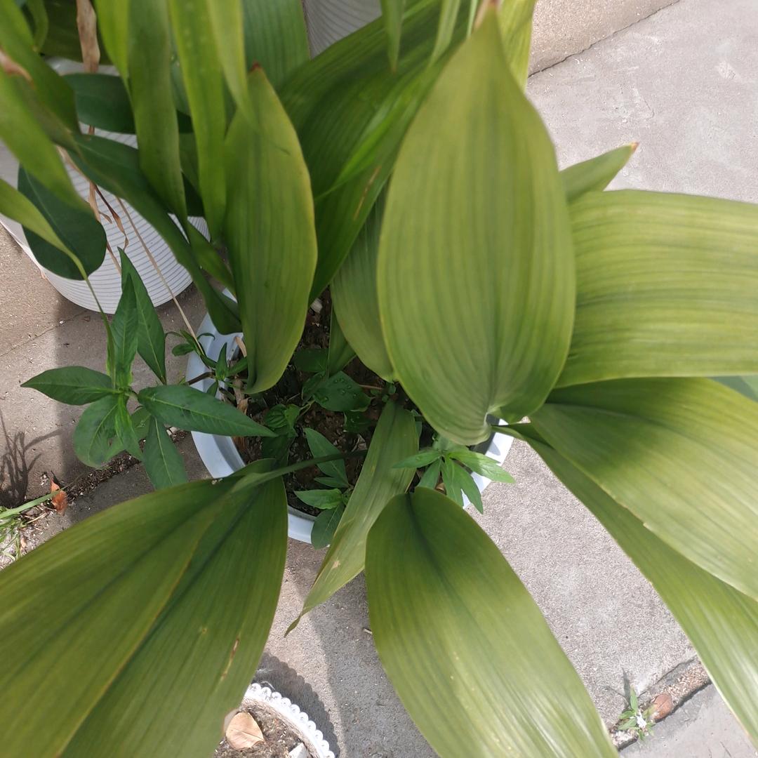 真意