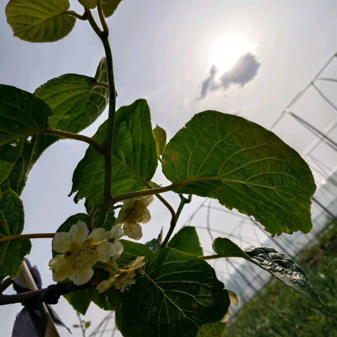 大胆（睢宁县漫延湖家庭农场）