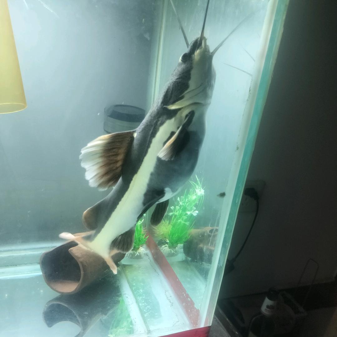 爱钓鱼の显眼包