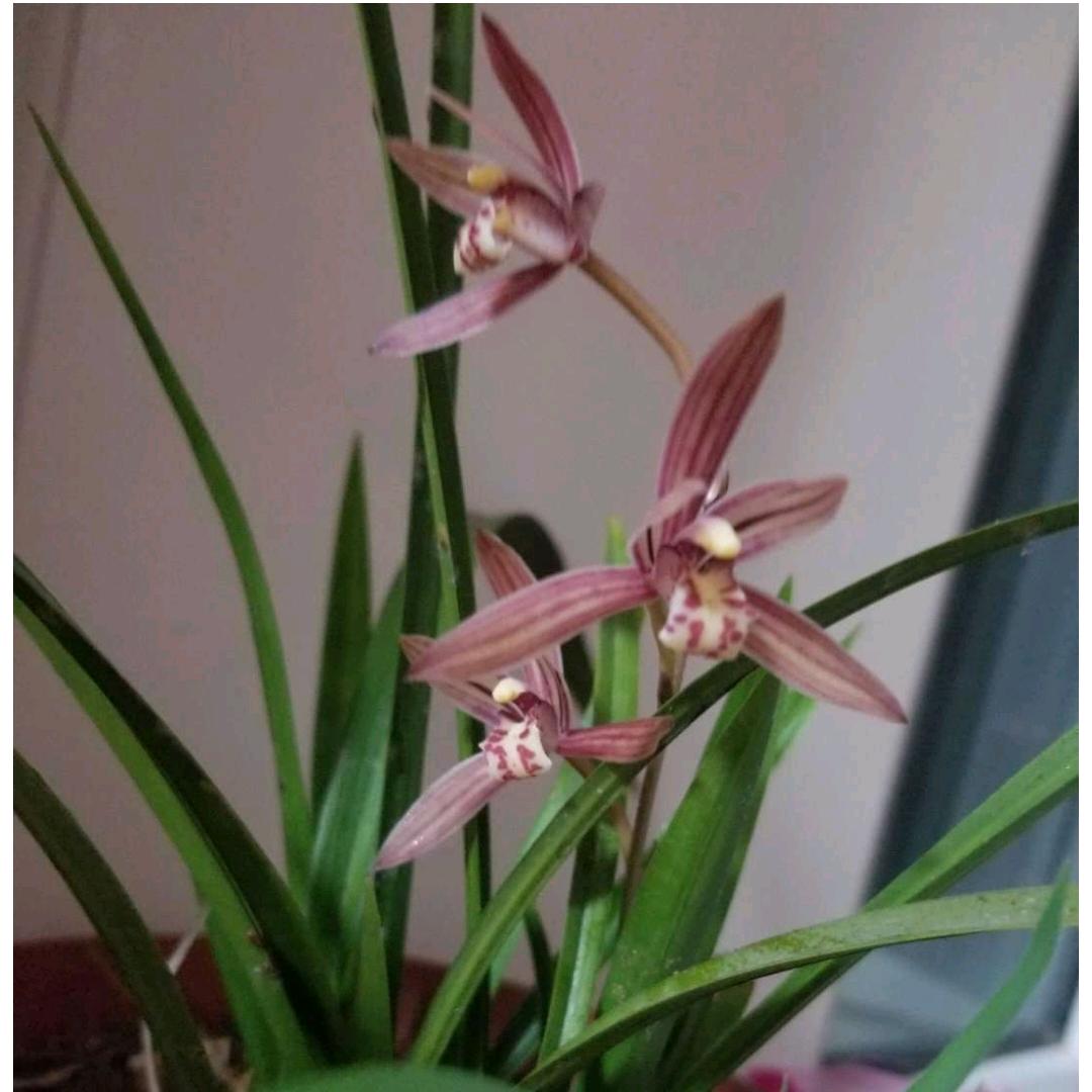 春花秋实