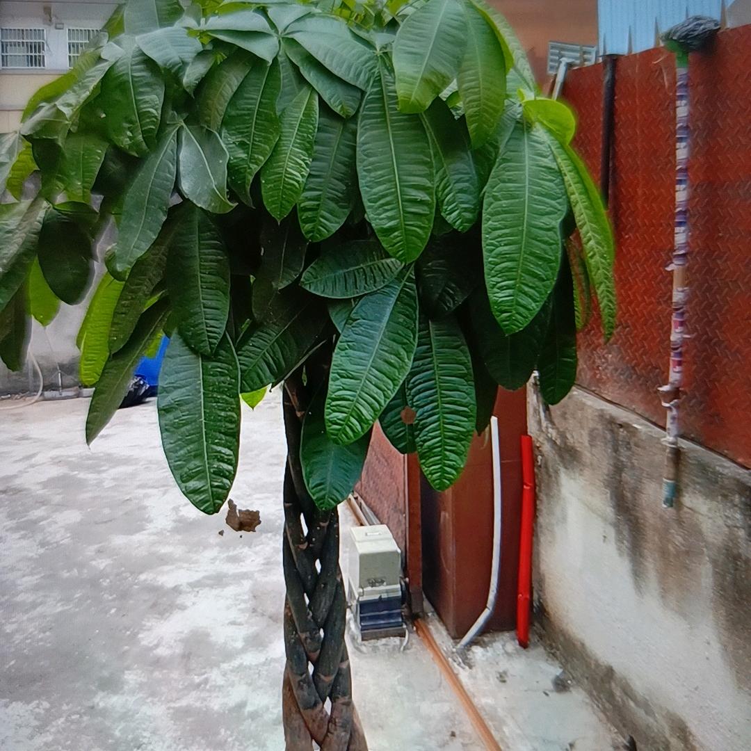菊仙优品