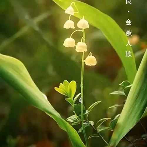 曼陀阿罗