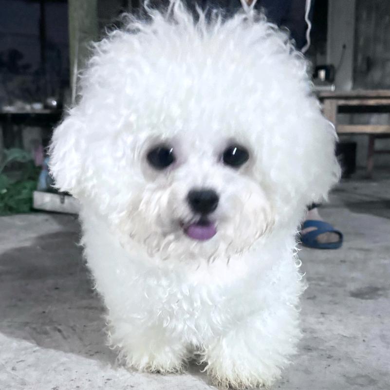 王绍伟爱宠生活坊