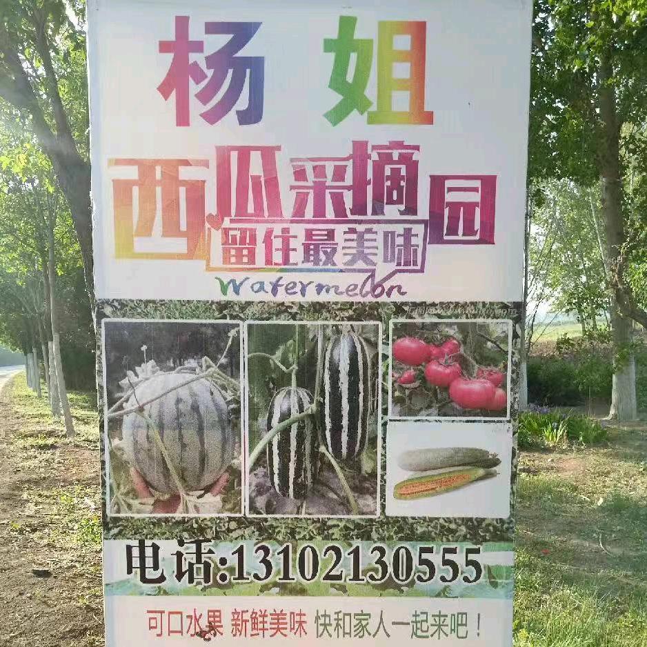 杨姐夫水果西红柿