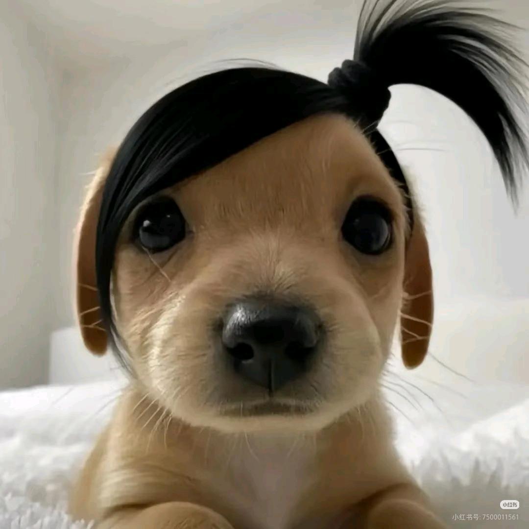 Qqiᴗiᥫᩣ没头脑