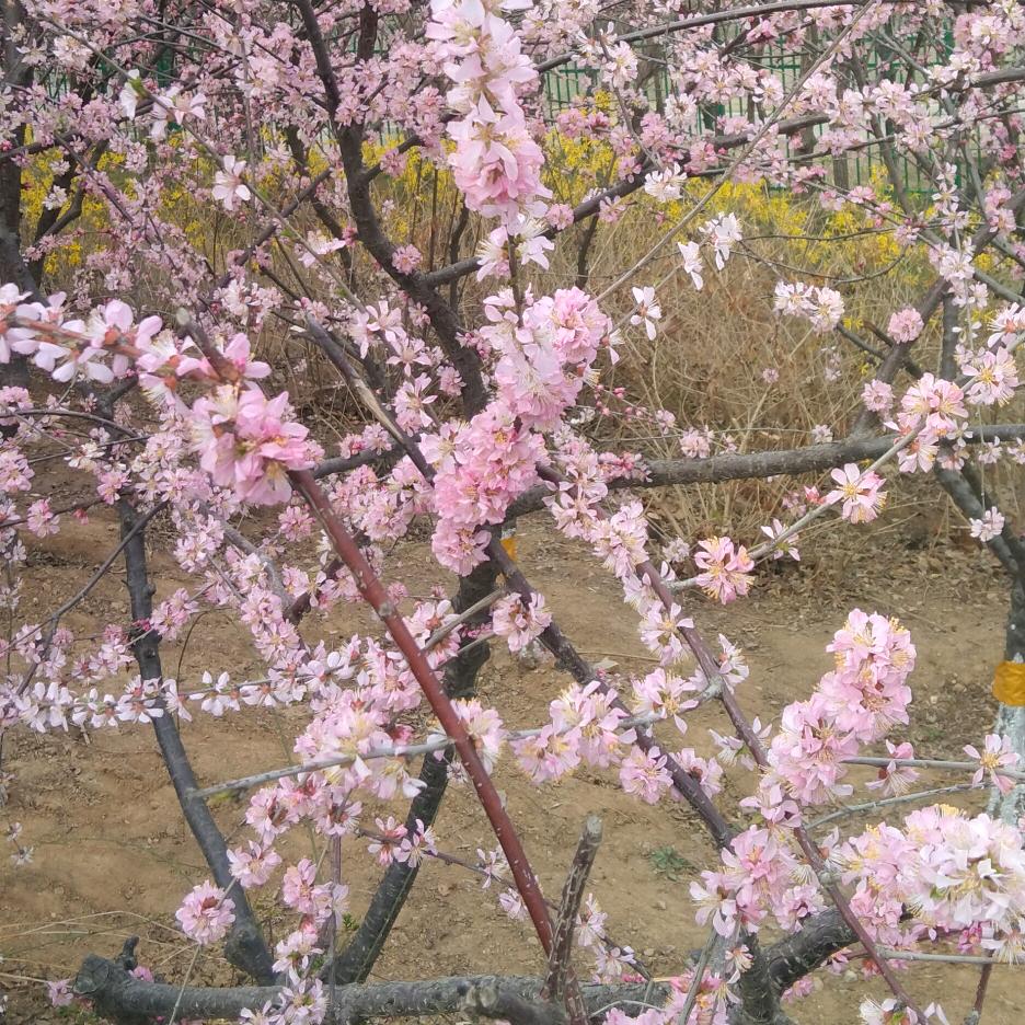 钢筋工，小高