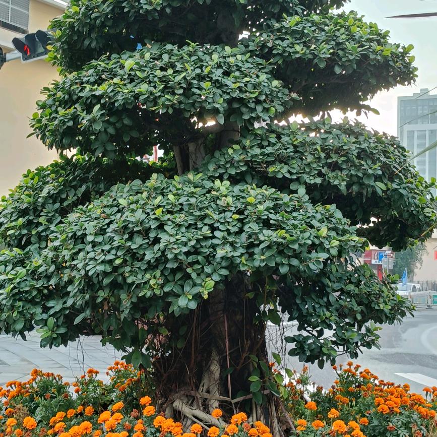 一生无悔