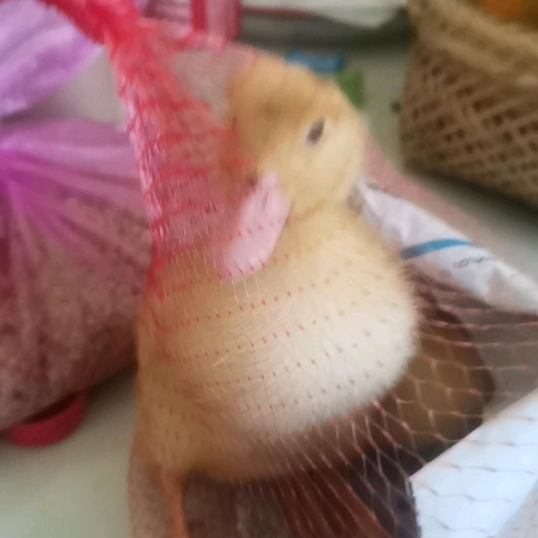 我姓潘的人
