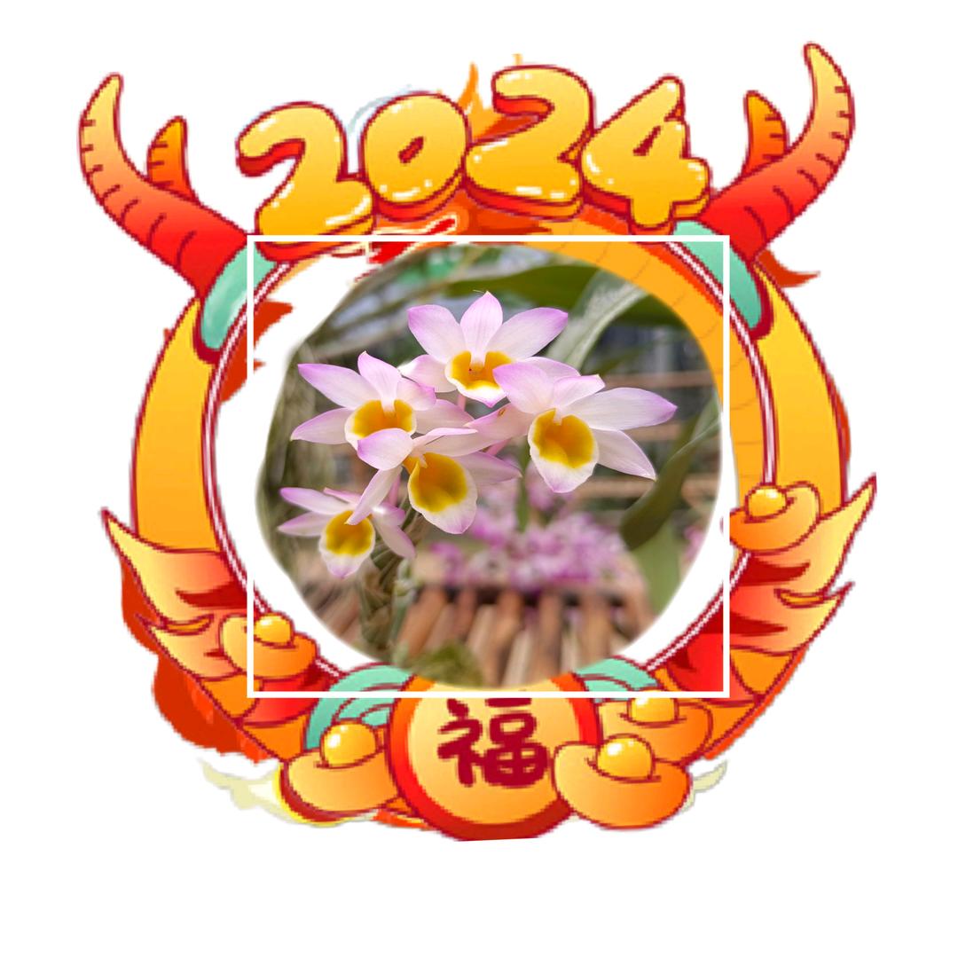 木易杨