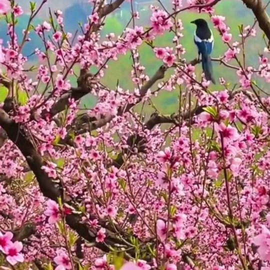 茂森