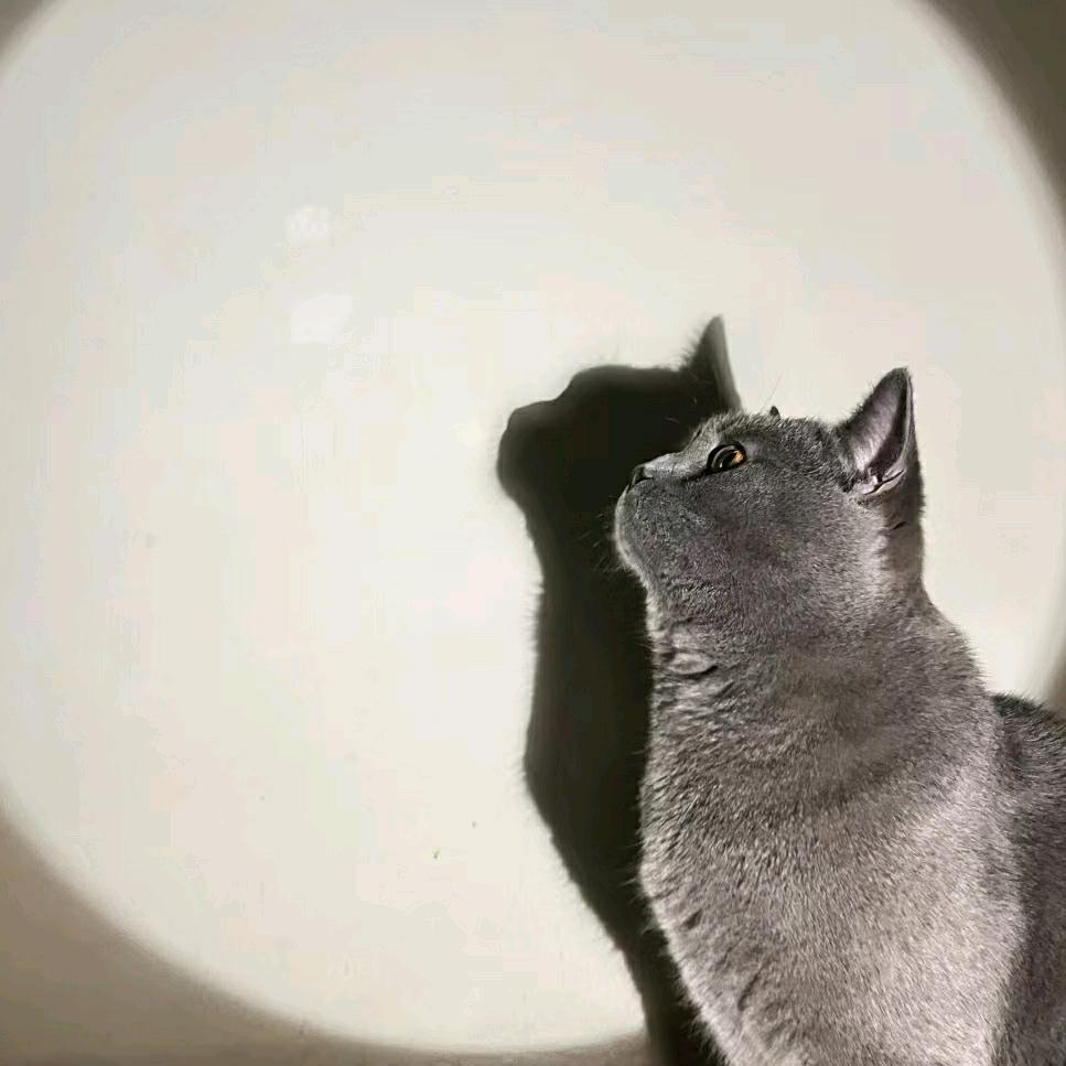 筷子科普