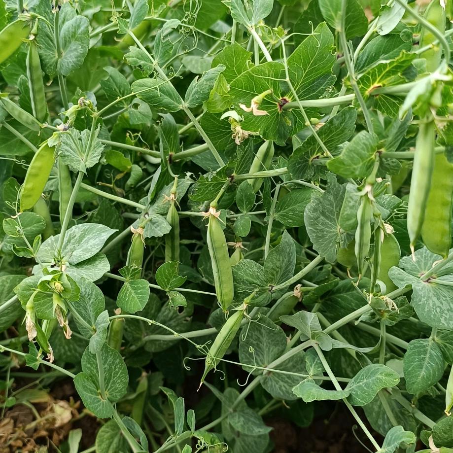 缝纫时光机