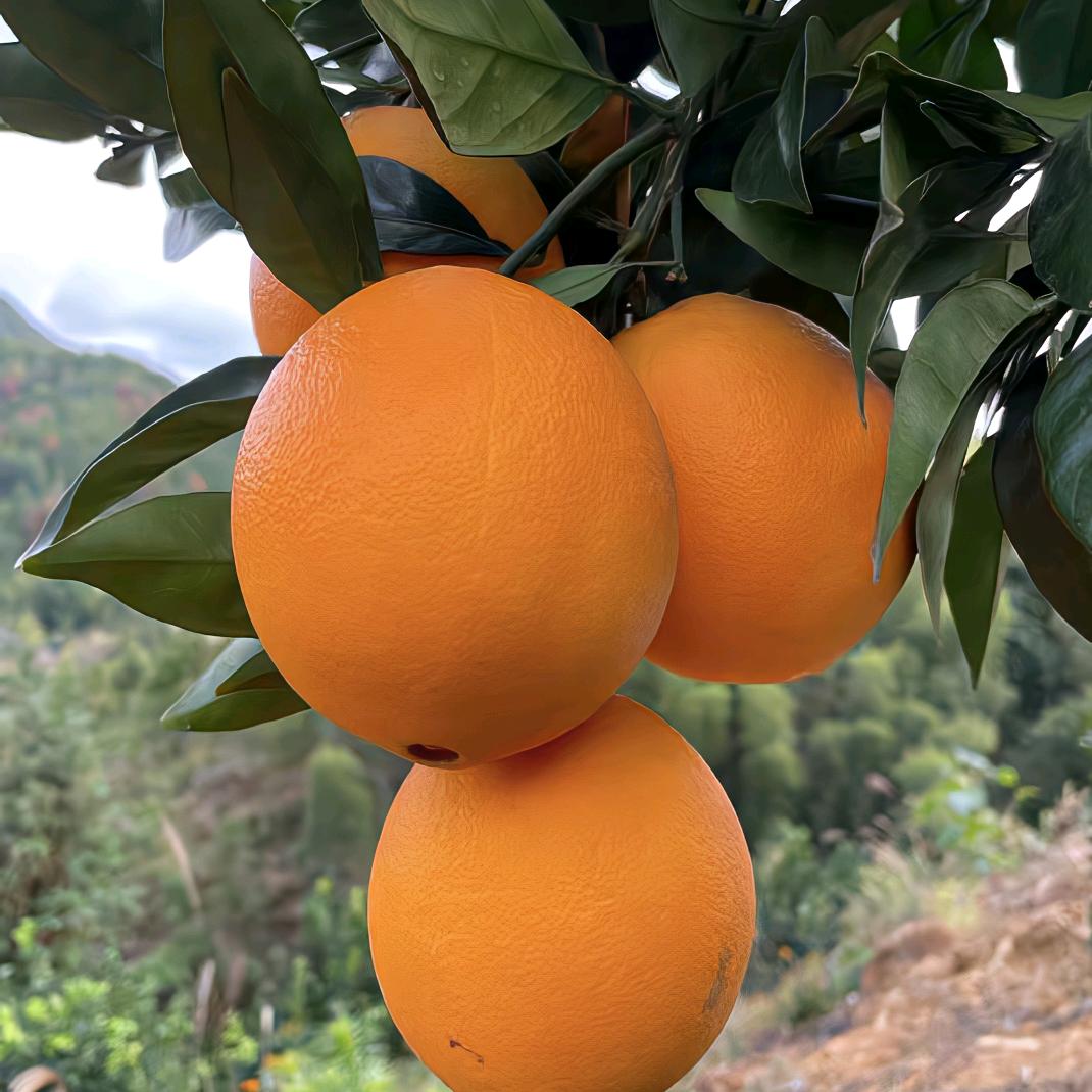 小黄脐橙生鲜