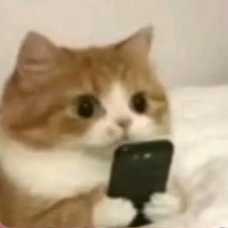 妙蛙՞•·•՞🐾