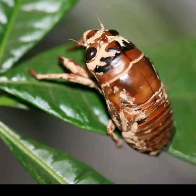 瑞鑫金蝉知了猴爬叉苗种植