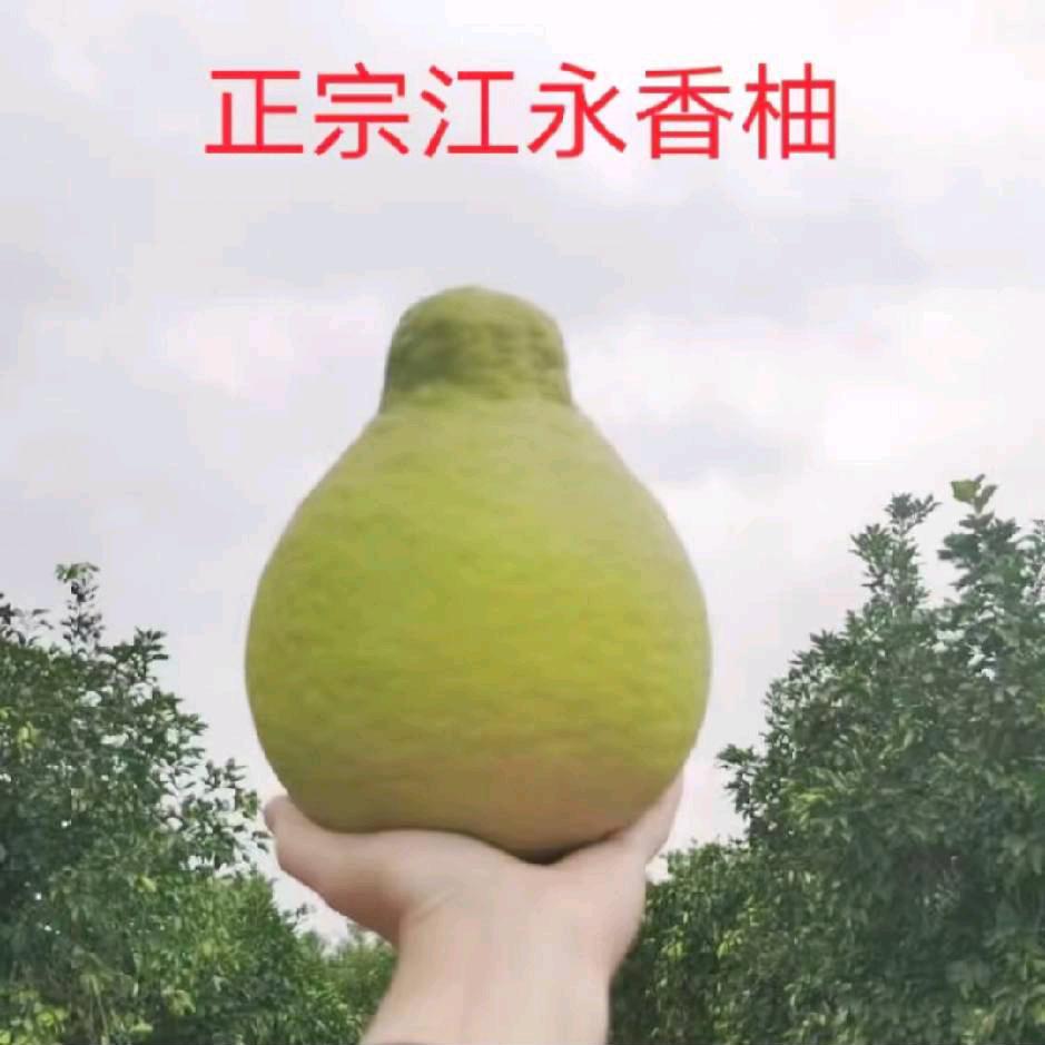 产地水果供应链，老江