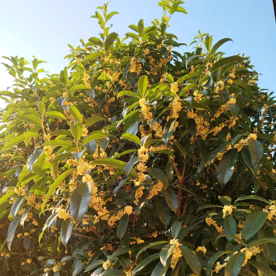 王后余生