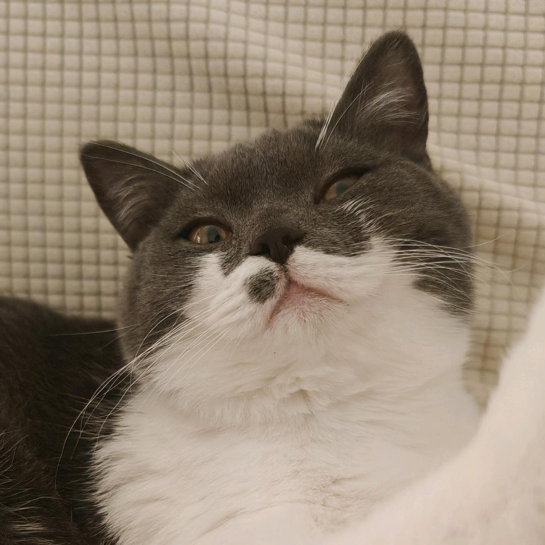 锅盖锅盖我是锅盖