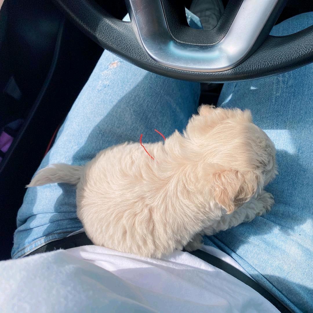 小王爱吃火锅。