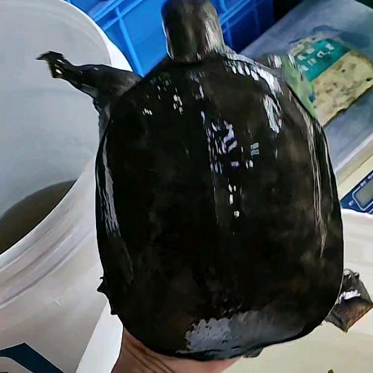 秦家垸磊锅生态甲鱼