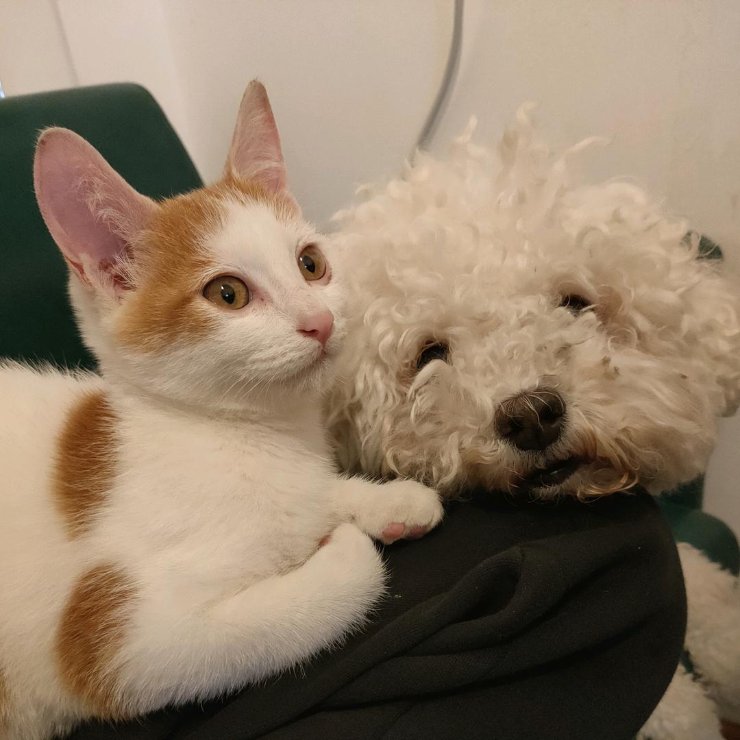 有猫狗的人