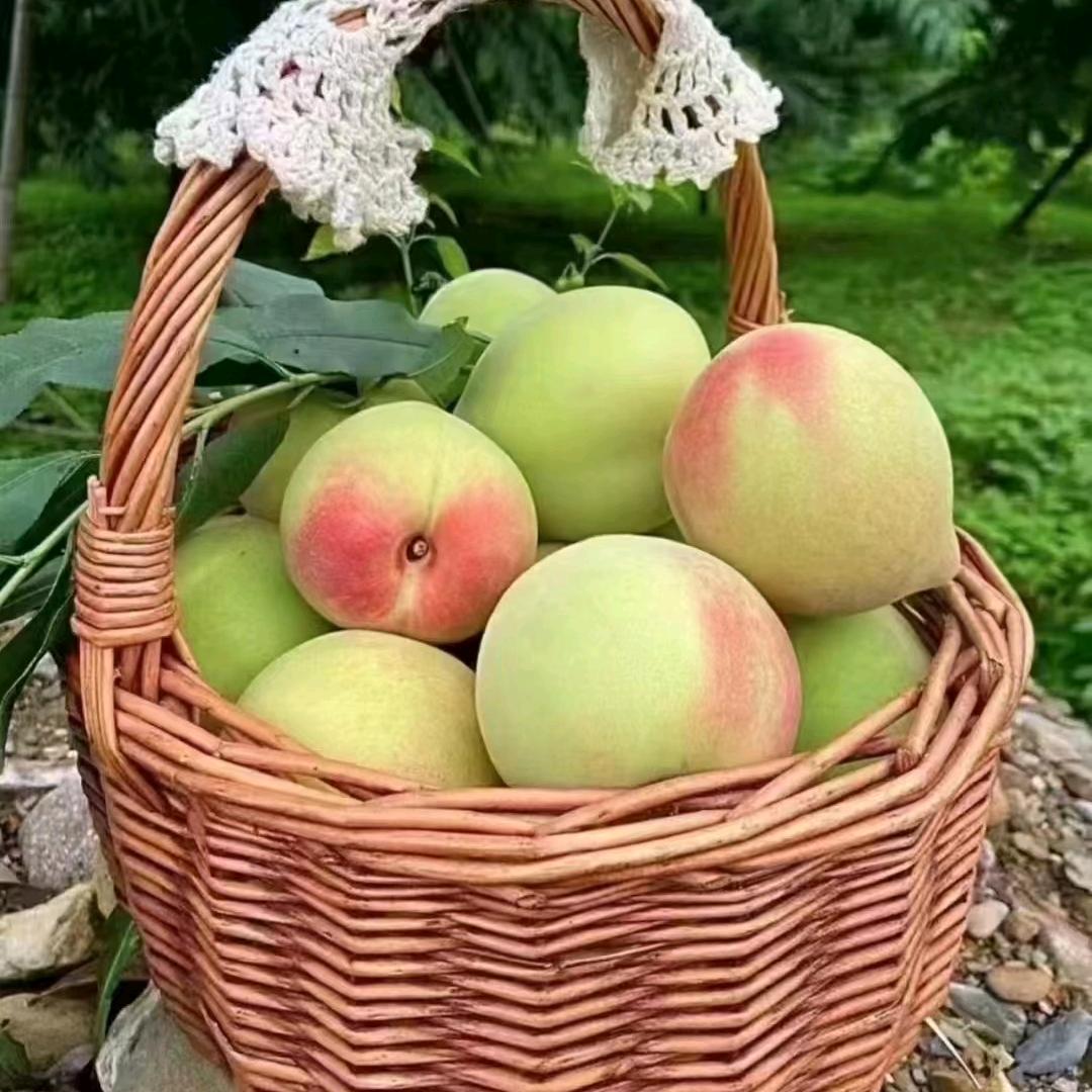 赣南鹰嘴桃基地。