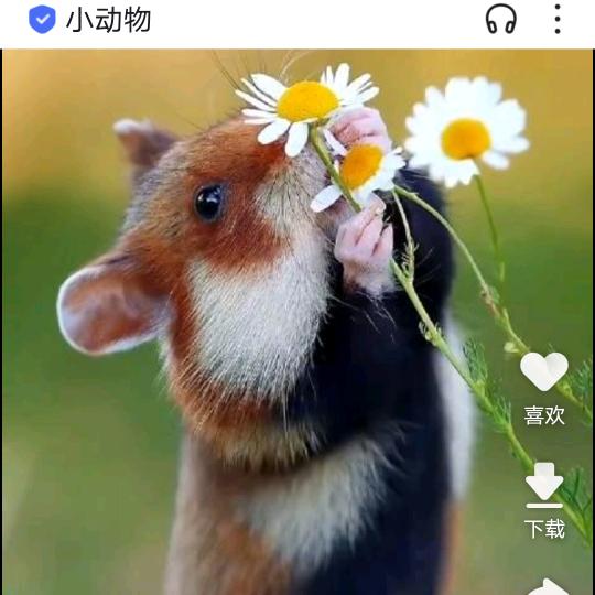 暗黑龙帝