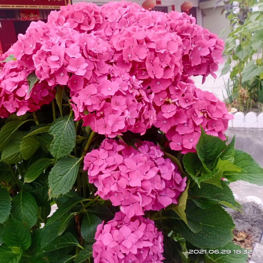 顺其🌹🌹自然