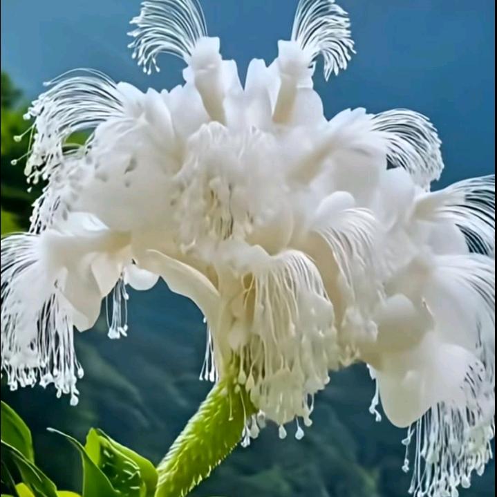 凝