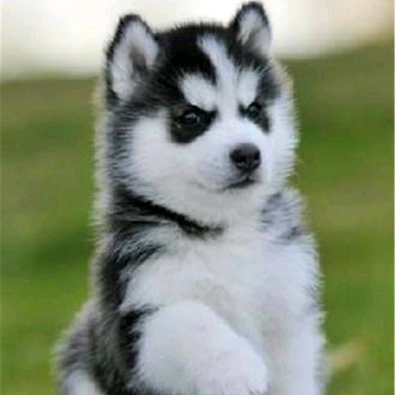 流氓兔！白了兔