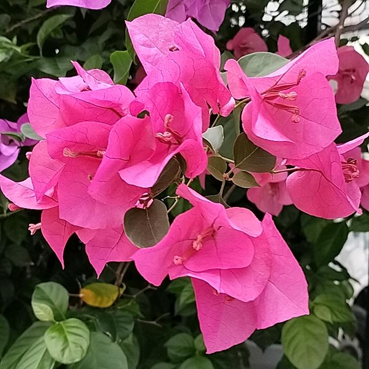 广州的蓝天白云