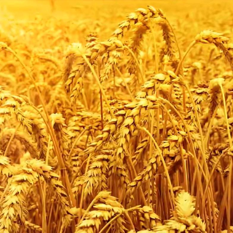 囍╭(╯不念╰)╮＠_如果＠-_-||