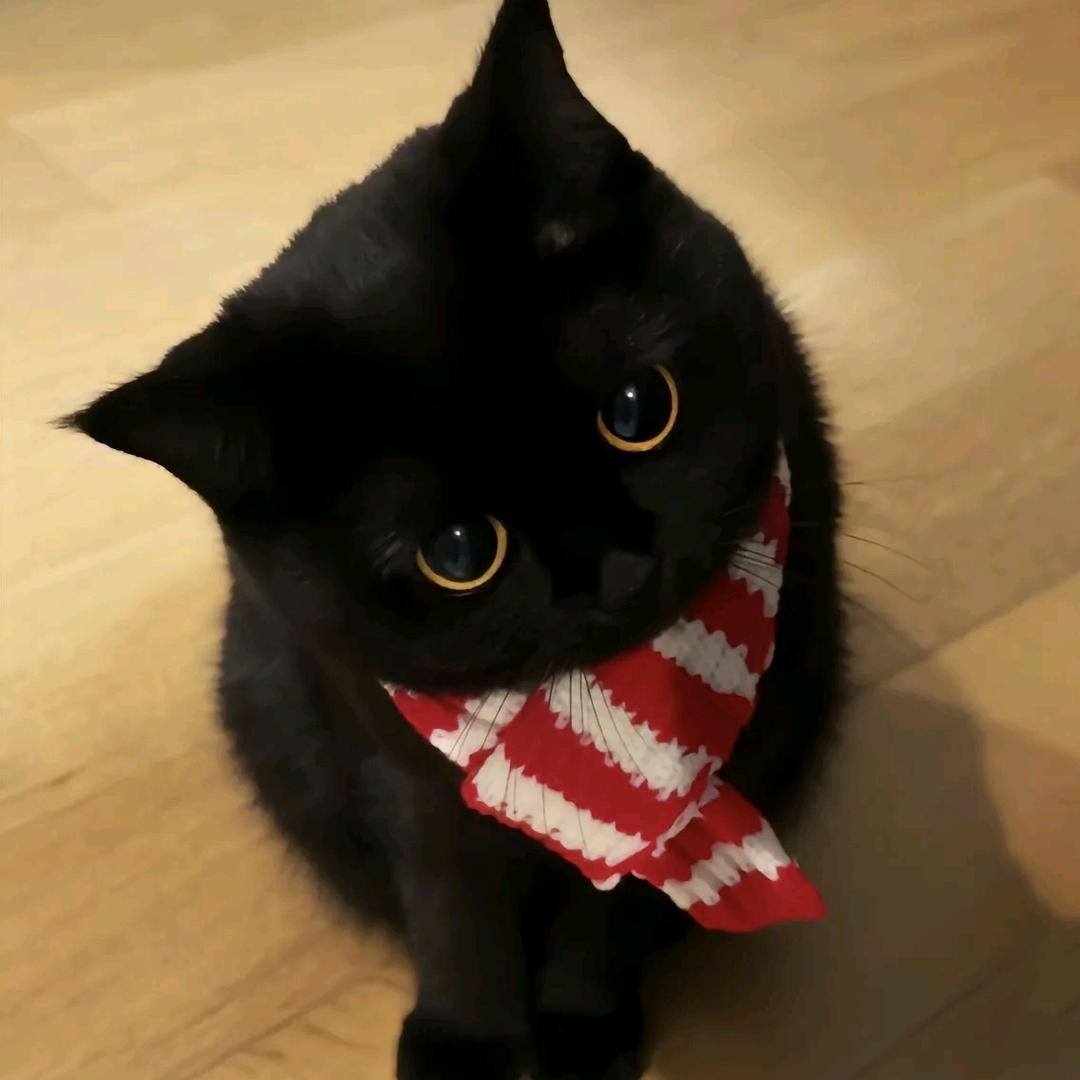 偷走时间的猫