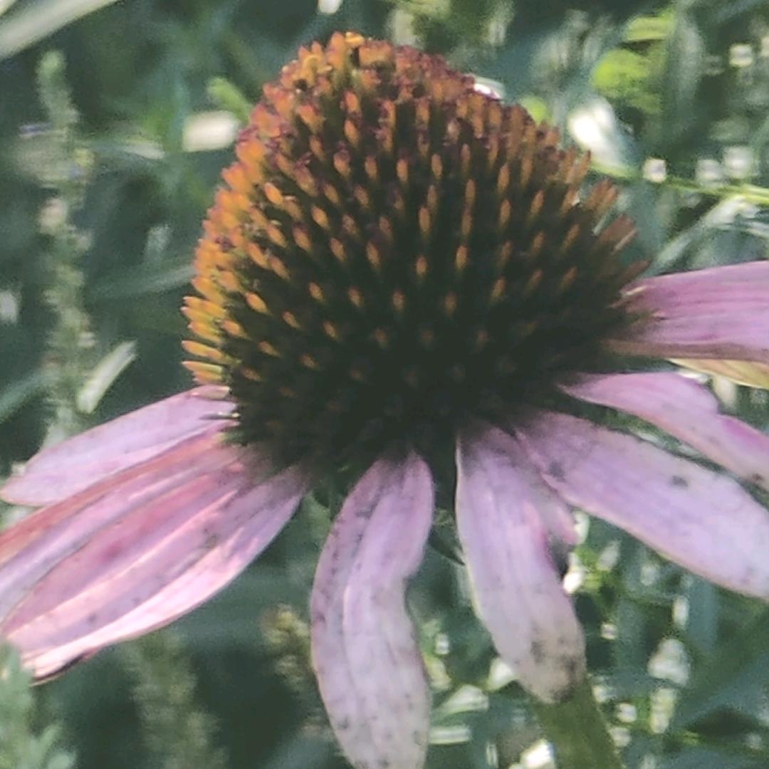 彼岸花