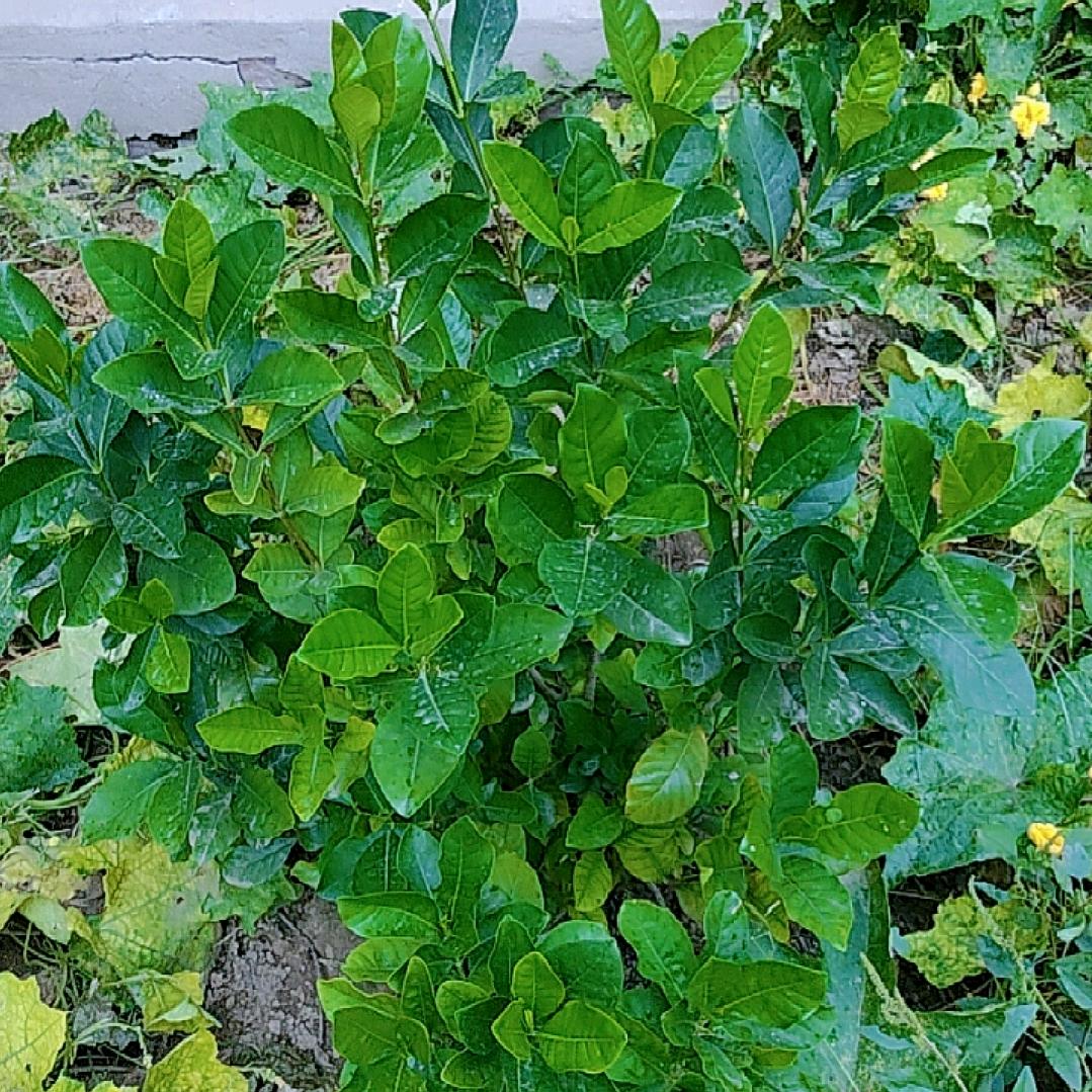 河北小橙子🍊