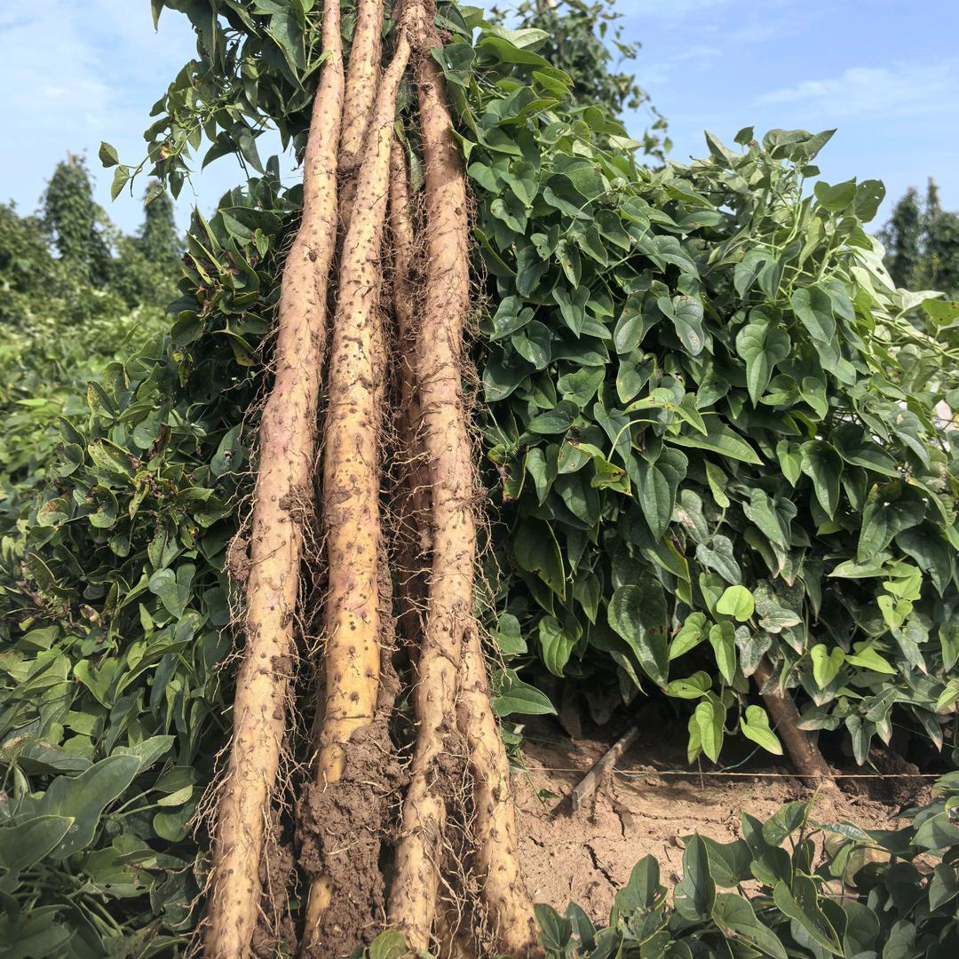 羽葵果蔬严选店